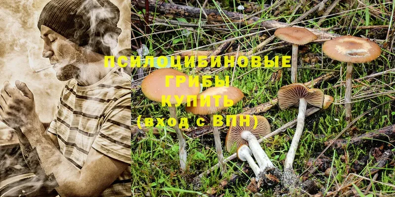 это клад  Жирновск  Галлюциногенные грибы Psilocybine cubensis  как найти  